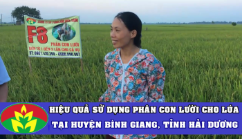 Phân Con Lười bón cho lúa đem lại hiệu quả cao tại huyện Ninh Giang, tỉnh Hải Dương