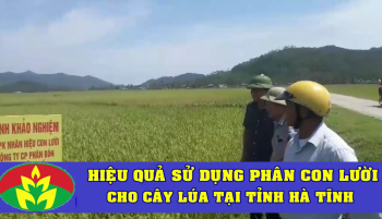 Hiệu quả sử dụng Phân Con Lười bón cho lúa tại tỉnh Hà Tĩnh trong vụ Đông Xuân năm 2018.