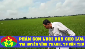 Đánh giá hiệu quả sử dụng Phân Con Lười bón cho lúa tại huyện Vĩnh Thạnh, TP Cần Thơ.