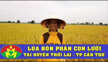 Hiệu quả sử dụng Phân Con Lười bón cho lúa tại nhà chị Nữ ở huyện Vĩnh Thạnh, TP Cần Thơ