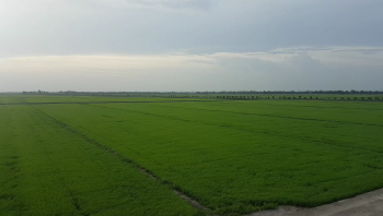 ỨNG DỤNG PHÂN CON LƯỜI VÀO SẢN XUẤT LÚA AN TOÀN TRÊN CÁC CÁNH ĐỒNG MẪU LỚN