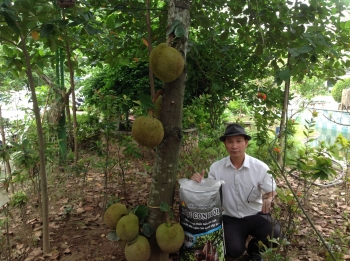 Cách bón Phân hiệu Con Lười F35 cho cây Mít giai đoạn cho trái