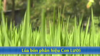 Ưu điểm của bộ lá lúa dùng phân bón hiệu Con Lười giúp cây lúa giảm sâu bệnh hại
