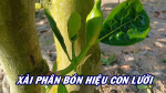 Ghi hình tại vườn mít Thái 15 tháng tuổi xài phân bón hiệu Con Lười F35 tại Tiền Giang