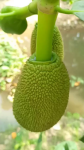 CHỊ NGA TẠI TAM NÔNG, ĐỒNG THÁP CHIA SẺ BÍ QUYẾT GIÚP MÍT RA BÔNG TỰ NHIÊN, BÔNG TO – CUỐNG VÀNG – GAI ĐỀU NHỜ PHÂN BÓN HIỆU CON LƯỜI F35
