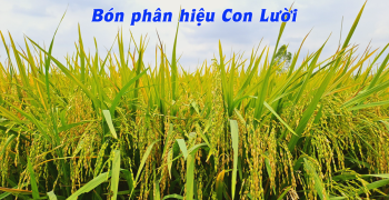 Phân bón hiệu Con Lười - Phân bón tốt nhất giúp tăng năng suất và chất lượng cho giống lúa nếp IR4625