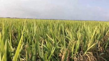 Chủ trang trại các cánh đồng mẫu lớn tại Miền Tây Nam Bộ truyền tai mách nhau sử dụng phân bón hiệu Con Lười vào sản xuất lúa gạo