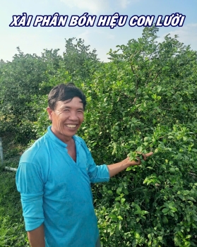 GHÉ THĂM VƯỜN CHANH TÀU CHÙM TẠI MỸ LONG – CAO LÃNH – ĐỒNG THÁP XÀI PHÂN BÓN HIỆU CON LƯỜI F35!