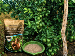 1 Công Chanh Thu Gần 1 Tấn – Chủ Vườn Tại Cái Bè Phấn Khởi Chia Sẻ Hiệu Quả Của Phân Bón Hiệu Con Lười