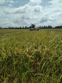 Thu hoạch lúa OM18 của anh Nam ở xã Hòa Lợi, huyện Giồng Riềng, Kiên Giang - Bón phân hiệu Con Lười| Phân bón tốt nhất hiện nay