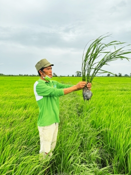 Ghi hình ngày 01/08/2023 tại ruộng lúa ĐÀI THƠM TÁM bón phân hiệu Con Lười F22 của anh Huy tại xã Ea Uy, huyện Krông Pắc, tỉnh Đắk Lắk