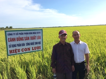 Phân bón hiệu Con Lười - Giải pháp góp phần sản xuất lúa gạo chất lượng cao trên cánh đồng mẫu lớn