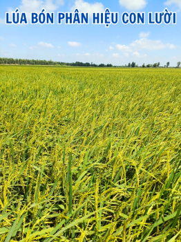 Hình Ảnh Lúa Bón Phân Hiệu Con Lười F35 Tại Tháp Mười, Đồng Tháp – Vụ Hè Thu 2024