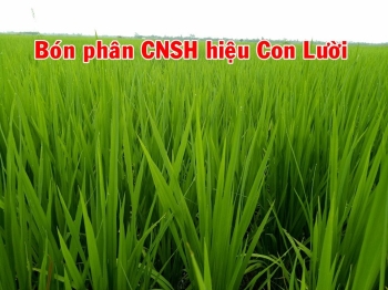 Khám phá đặc điểm tuyệt vời của bộ lá lúa bón phân hiệu Con Lười F22