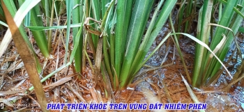 Lúa Đài Thơm Tám bón phân hiệu Con Lười phát triển mạnh mẽ trên vùng đất phèn tại Thị trấn Thứ Ba, An Biên, Kiên Giang. Ghi hình ngày 10/8/2023