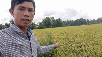 Lúa Đài Thơm Tám tại huyện Hòa Bình, tỉnh Bạc Liêu còn 4 ngày sẽ thu hoạch| Sử dụng phân bón hiệu Con Lười F22