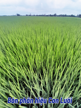 Lúa DS1 được 60 ngày tuổi sử dụng phân bón hiệu Con Lười F35 của anh Quyền tại huyện Trần Đề, tỉnh Sóc Trăng