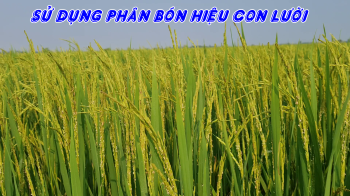 Phân Bón Hiệu Con Lười F35 – Giải pháp dinh dưỡng nhả chậm thông minh giúp cây lúa khỏe, bông chắc mẩy, nâng cao năng suất và chất lượng