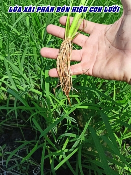 Anh Triệu là một nông dân trồng lúa ưu tú tại xã Mỹ An, huyện Tháp Mười, tỉnh Đồng Tháp đang bón phân bón hiệu Con Lười F35 bằng máy bay drone cho lúa vụ hè Thu năm 2025.
