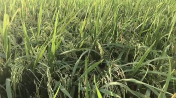 Thăm cánh đồng lúa OM5451 bón phân hiệu Con Lười F22 của anh Quốc tại xã Hòa An, Phụng Hiệp, Hậu Giang