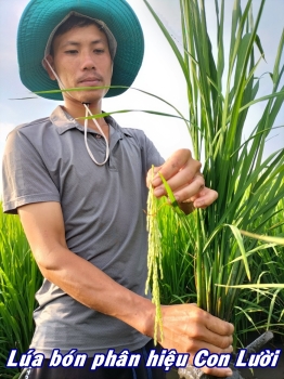 Thực tế lúa sử dụng phân bón hiệu Con Lười của anh Trinh tại huyện Tân Hưng,  tỉnh Long An