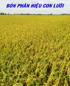 Kết quả lúa OM18 sử dụng phân bón hiệu Con Lười F35 của anh Nam tại xã Hòa Lợi, huyện Giồng Riềng, tỉnh Kiên Giang