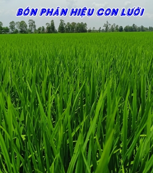 Lúa sử dụng phân bón hiệu Con Lười F35 của nhà anh Triệu tại thị trấn Mỹ An, huyện Tháp Mười, tỉnh Đồng Tháp ghi hình ngày 30/03/2024