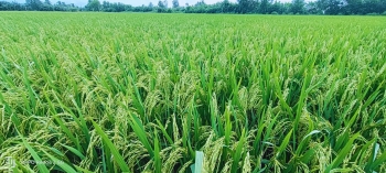 Thực tế cánh đồng lúa Đài Thơm Tám sử dụng phân bón hiệu Con Lười được hơn 90 ngày tuổi tại huyện An Biên, tỉnh Kiên Giang