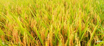 Lúa Đài Thơm Tám chín vàng óng tại An Biên - Kiên Giang| Sử dụng phân bón hiệu Con Lười