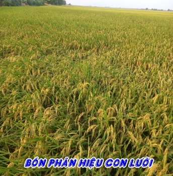 40 ha lúa DS1 sử dụng phân bón hiệu Con Lười F35 của nhà anh Quý tại xã Bình Giang, huyện Hòn Đất, tỉnh Kiên Giang