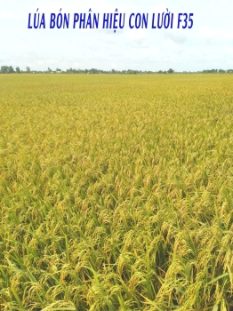 Thực tế ruộng Lúa OM18 sử dụng phân bón hiệu Con Lười F35 tại Kiên Giang