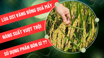 Lúa DS1 chín vàng óng, hạt chắc đến cậy sử dụng phân bón hiệu Con Lười