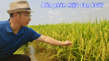 Nâng Tầm Năng Suất Lúa OM18 Tại Huyện Tân Hưng, Tỉnh Long An Với Phân Bón Hiệu Con Lười