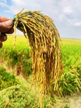 Lúa OM18 bón phân hiệu Con Lười vụ Hè Thu 2023 tại xã Tân Hòa A, huyện Tân Hiệp B, tỉnh Kiên Giang đạt năng suất 900 kí/1 công