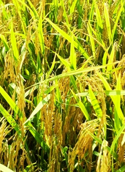 Ghi hình thực tế tại ruộng lúa OM18 bón phân hiệu Con Lười F22 giai đoạn 98 ngày tuổi của nhà anh Long ở xã Tân Hòa A, huyện Tân Hiệp, tỉnh Kiên Giang