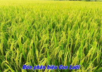 Lúa Om18 sử dụng phân bón hiệu Con Lười của anh Minh tại xã Tân Hòa - huyện Châu Thành A - tỉnh Hậu Giang
