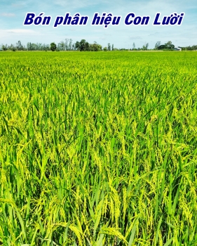 Sự Thành Công Đến Từ Sự Lựa Chọn Phân Bón Tốt - Lúa OM18 Sử Dụng Phân Bón Hiệu Con Lười F22 của Anh Lê Hùng Pho