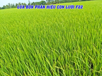 Lúa OM18 bón phân Con Lười F22 của anh Vũ tại Mỹ Hòa, Tháp Mười, Đồng Tháp | Ghi hình ngày 7/8/2023 - Hè Thu 2023
