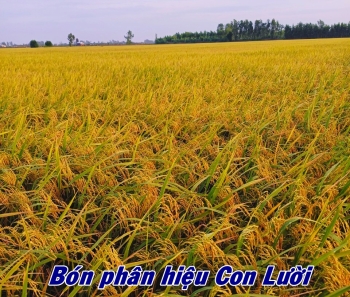 Thành quả 7 mẫu lúa Om18 bón phân hiệu Con Lười của chị Hường tại xã Hưng Thạnh, huyện Tháp Mười, tỉnh Đồng Tháp chuẩn bị cho thu hoạch