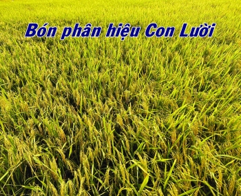 Chúng tôi rất vui mừng chia sẻ kết quả cánh đồng Lúa OM34 bón phân hiệu Con Lười của anh Sang tại huyện Châu Thành, tỉnh An Giang ghi hình ngày 02/08/2023