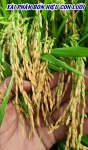 Ghi hình ngày 04/05/2026 tại ruộng lúa OM5451 xài phân bón hiệu Con Lười F35 ở Tháp Mười, Đồng Tháp