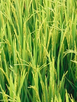 Cánh đồng lúa OM5451 của anh Trí tại xã Minh Hòa - huyện Châu Thành - tỉnh Kiên Giang bón phân hiệu Con Lười ghi hình ngày 09/08/2023