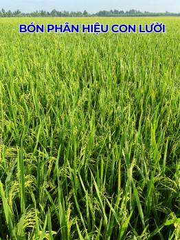 Cánh đồng Lúa bón phân hiệu Con Lười F35 tại tỉnh Trà Vinh trong vụ Hè Thu năm 2024