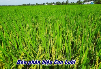 Thành quả lúa RVT bón phân hiệu Con Lười tại nhà anh Hận ở huyện Vĩnh Lợi, tỉnh Bạc Liêu