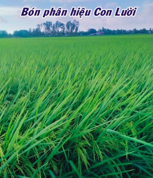 Lúa ST25 sử dụng phân Hiệu Con Lười - 80 ngày tuổi tại Xã Sơn Kiên, Hòn Đất, Kiên Giang