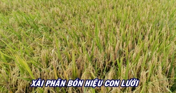 Thực tế lúa OM18 bón Phân bón Hiệu Con Lười F35 tại An Giang