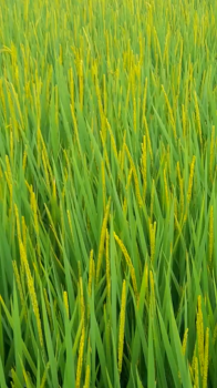 Lúa DS1 83 ngày tuổi của anh Quyền tại Trần Đề, Sóc Trăng sử dụng phân bón hiệu Con Lười F35