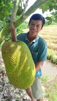 Anh Khâm tại xã Thạnh Lợi, Đồng Tháp chia sẻ bí quyết giúp vườn mít khỏe mạnh, trái nây đẹp mã - Xài phân bón hiệu Con Lười F35