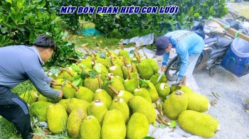 Anh Trí tại Cái Bè, Tiền Giang bội thu mít trong mùa nghịch nhờ bí quyết phân bón hiệu Con Lười F35