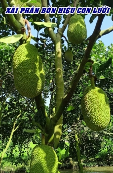 Ghi hình tại vườn mít lão của anh Triệu tại Tháp Mười – Đồng Tháp sử dụng phân bón Con Lười F35